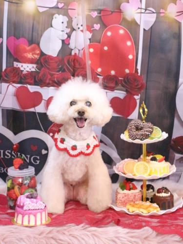 20250216ピッピちゃん